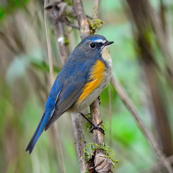 Masculino Vermelho-flanqueado Bluetail — Fotografia de Stock