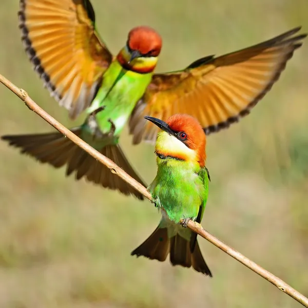板栗为首的蜂鸟 — 图库照片
