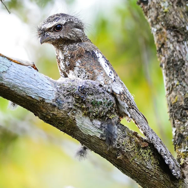 Homme Hodgson Frogmouth — Photo