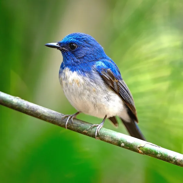 Acchiappamosche blu Hainan maschio — Foto Stock