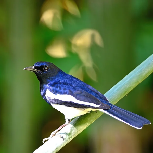 Macho oriental urraca robin — Foto de Stock