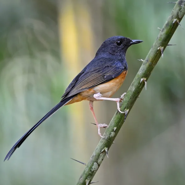 Juvenil macho blanco-rumped shama — Foto de Stock