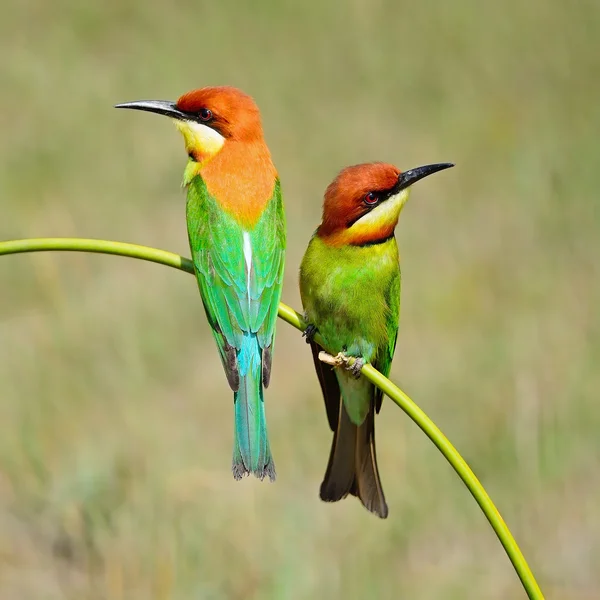 Kaštan vedl bee-eater — Stock fotografie