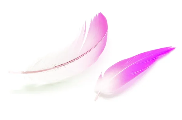 Flamingo feather isolated — Stock Photo, Image