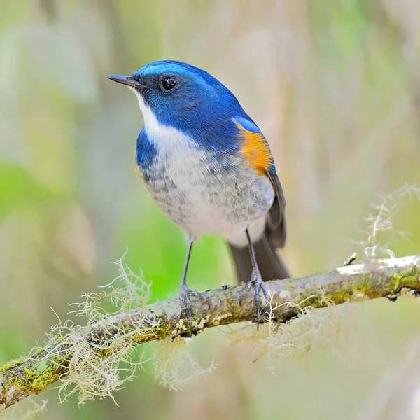 Männlicher Himalaya-Blauschwanz — Stockfoto