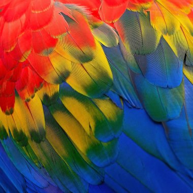 Scarlet Amerika papağanı tüyler