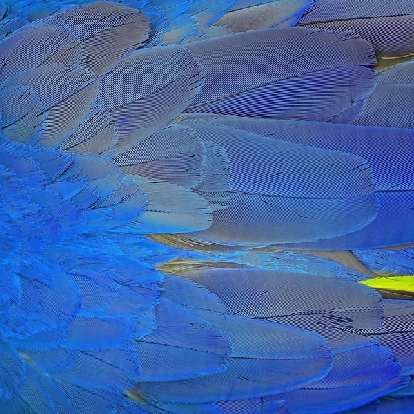 Blue and Gold Macaw feathers — Stock Photo, Image