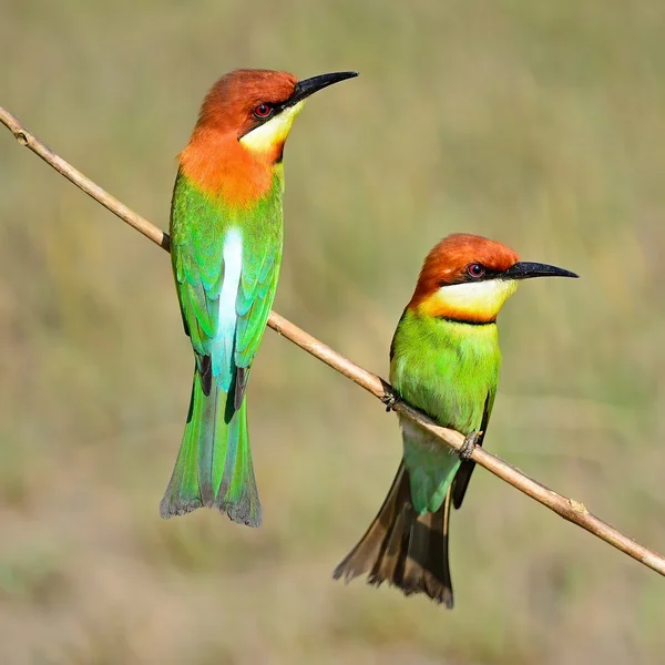 Kaštan vedl bee-eater — Stock fotografie