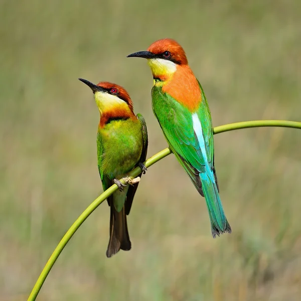 Kaštan vedl bee-eater — Stock fotografie