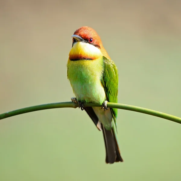 Chestnut-headed Bee-eater — Stock Photo, Image