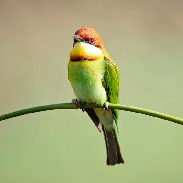 Kaštan vedl bee-eater — Stock fotografie