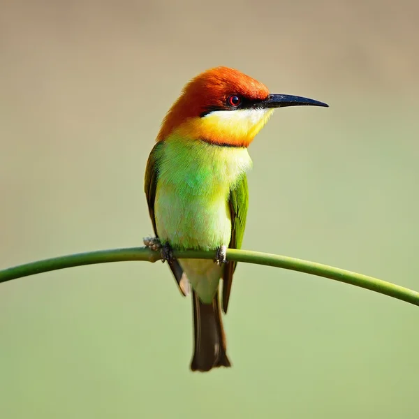 Kaštan vedl bee-eater — Stock fotografie