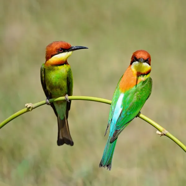 Chestnut-headed Bee-eater — Stock Photo, Image