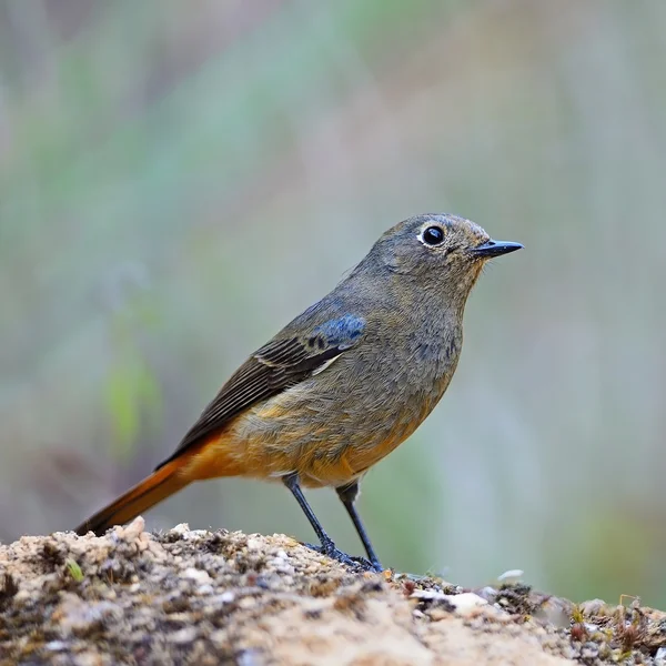 Femmina blu fronte Redstart — Foto Stock