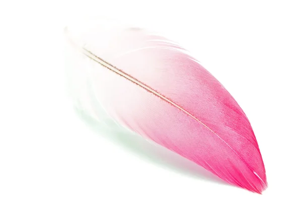 Pluma de flamenco aislada — Foto de Stock