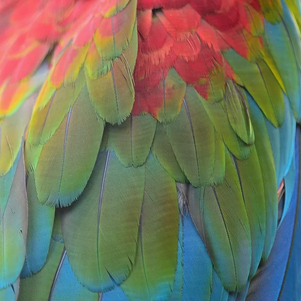 Greenwinged Macaw feathers — Stock Photo, Image