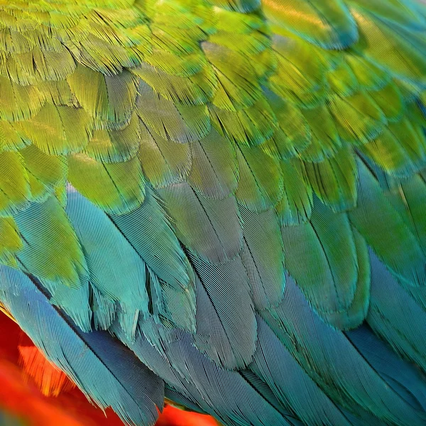 Plumas de guacamayo arlequín —  Fotos de Stock