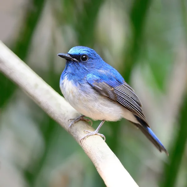 Homem Hainan Blue Flycatcher — Fotografia de Stock