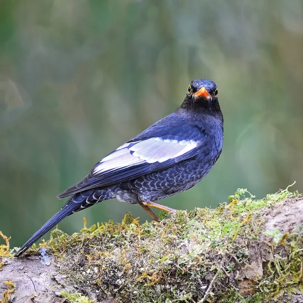 Pájaro negro alado gris macho —  Fotos de Stock