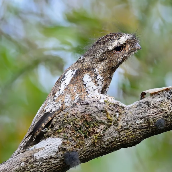 Male Hodgson Frogmouth — Stock Photo, Image