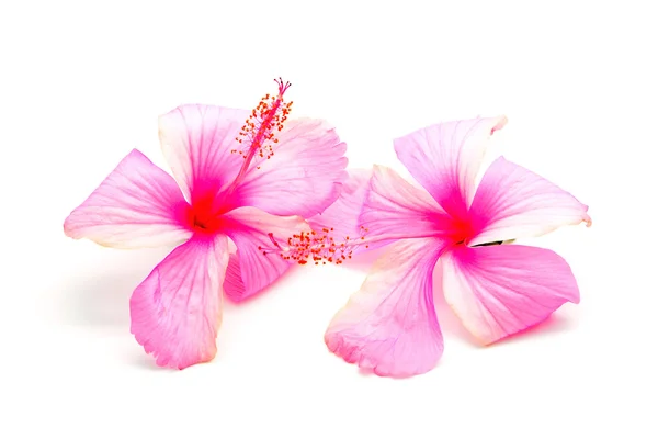 Pink Hibiscus — Stock Photo, Image