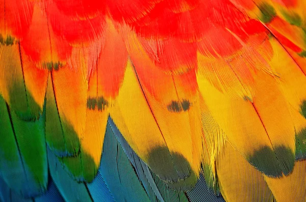 Plumas de guacamayo escarlata — Foto de Stock