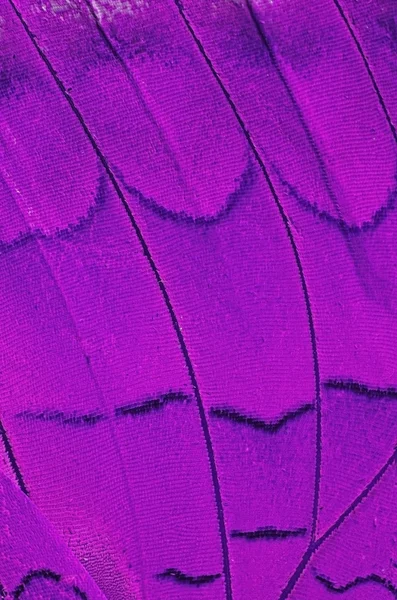 Butterfly wing — Stock Photo, Image