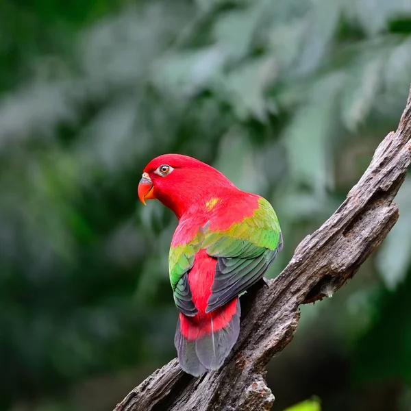 Chattering Lory — Stock Photo, Image