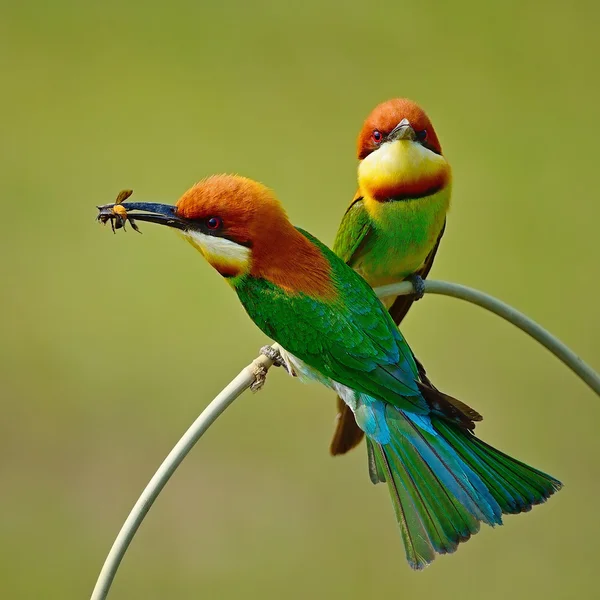 板栗为首的蜂鸟 — 图库照片