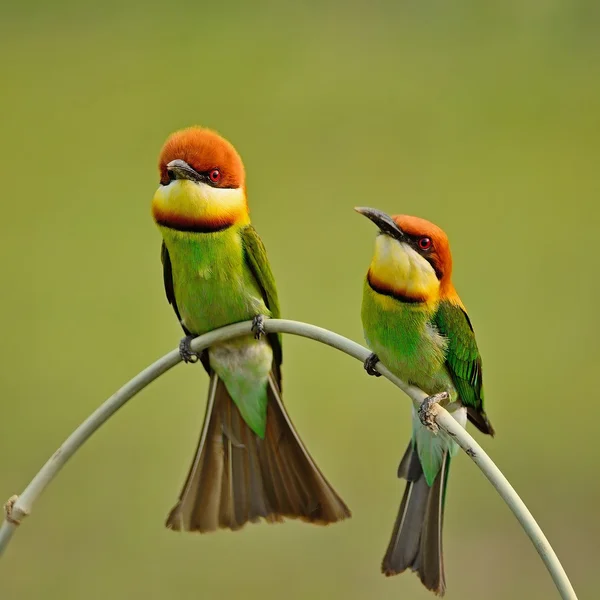 Kaštan vedl bee-eater — Stock fotografie