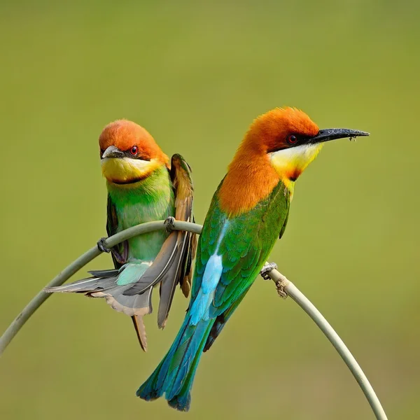 Kestane başlı arı kuşugiller — Stok fotoğraf