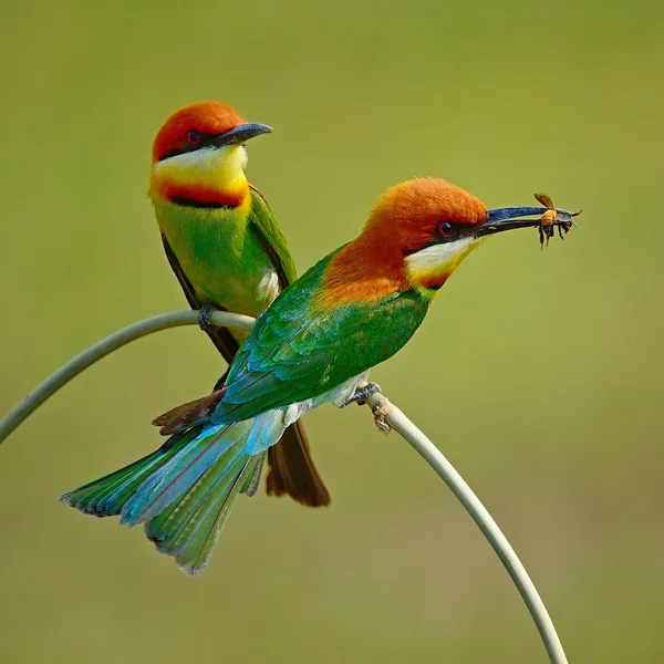 Comedor de abelhas cabeça de castanha — Fotografia de Stock