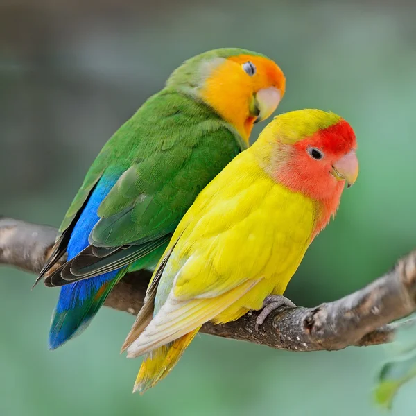 Lovebird — Stock Photo, Image