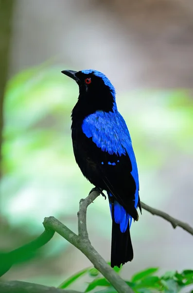 Mężczyzna azjatycki baśniowy bluebird — Zdjęcie stockowe