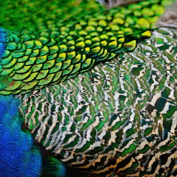 雄性绿孔雀的羽毛 — 图库照片