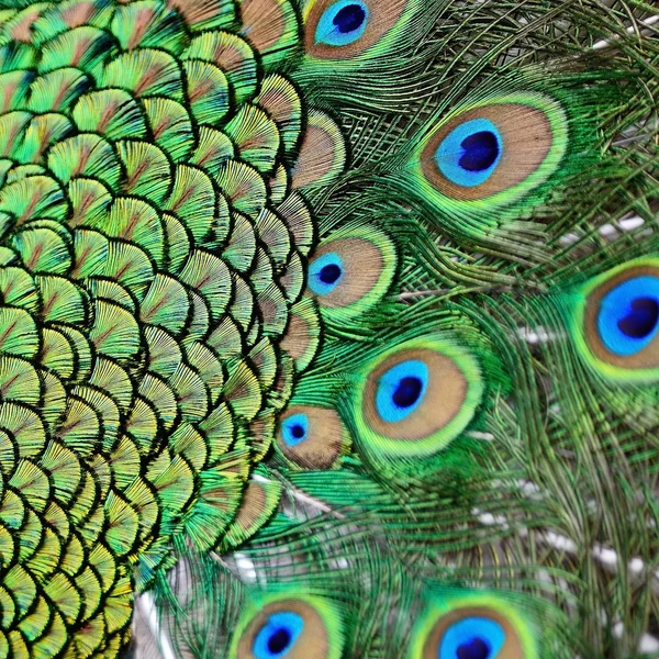Male Green Peacock feathers — Stock Photo, Image