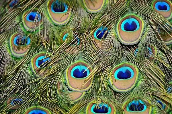 Male Green Peacock feathers — Stock Photo, Image