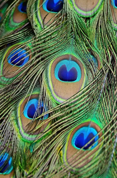 Mannelijke groene pauwenveren — Stockfoto