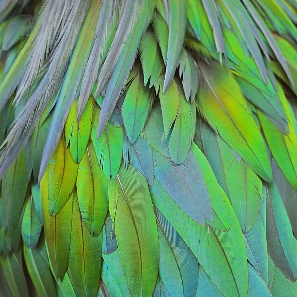 Nicobar φτερά περιστεριών — 图库照片