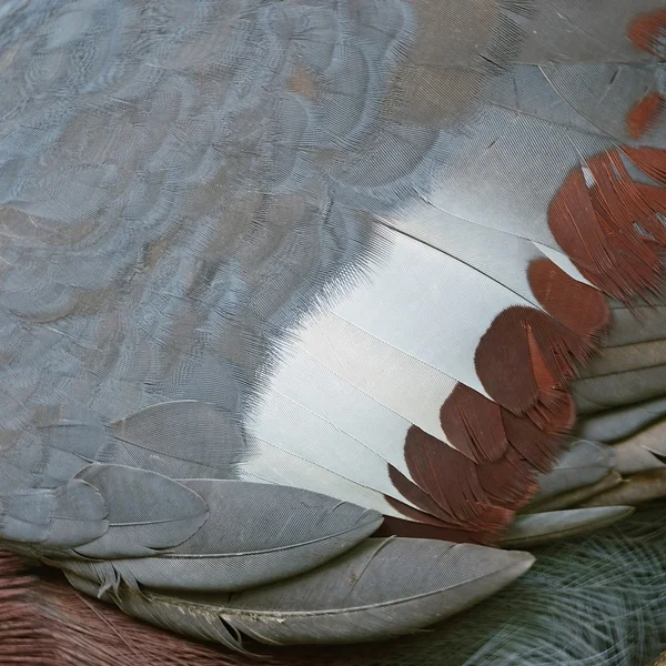 Victoria Crowned feathers — Stock Photo, Image