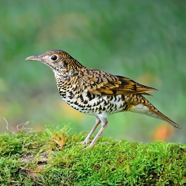 Witte lijster — Stockfoto