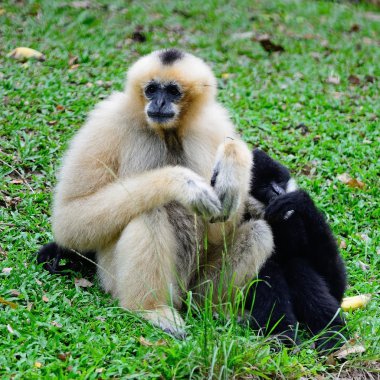 Beyaz yanaklı gibbon