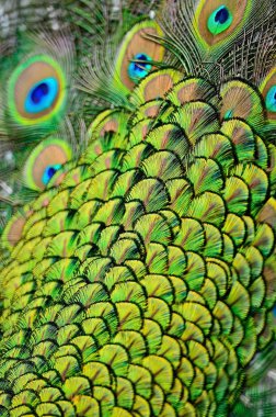 erkek yeşil tavus kuşu tüyü