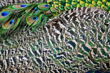 erkek yeşil tavus kuşu tüyü