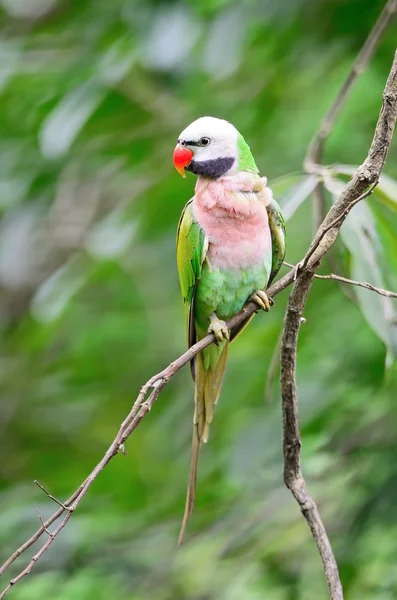 Male Red-breasted Parakeet — Stock Photo, Image