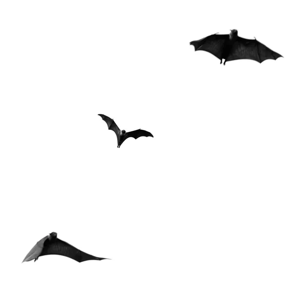Raposa voadora — Fotografia de Stock