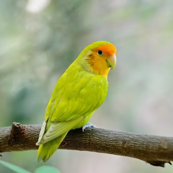 Lovebird — Stock Photo, Image