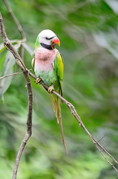 Male Red-breasted Parakeet — Stock Photo, Image