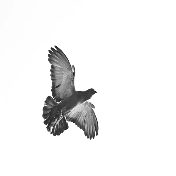 Rock Pigeon — Stock Photo, Image