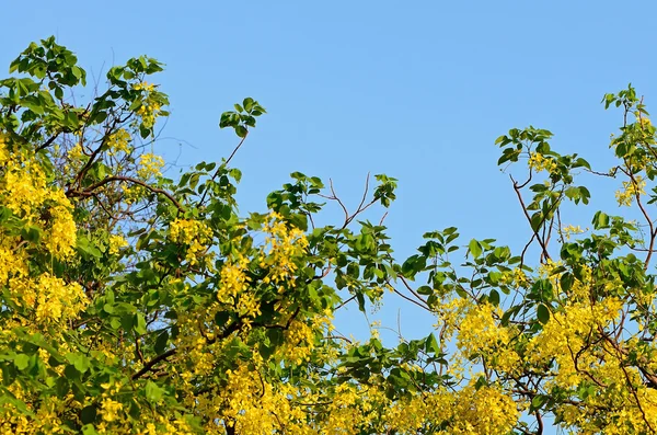 Goldene Blume — Stockfoto